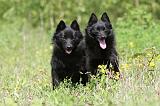 SCHIPPERKE 276